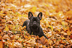 French bulldog in autumn