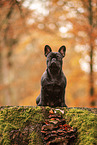 French bulldog in autumn