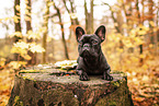 French bulldog in autumn