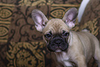 French Bulldog Puppy