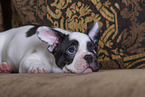 French Bulldog Puppy