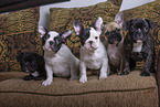 French Bulldog Puppies