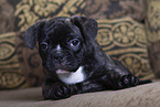 French Bulldog Puppy