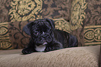 French Bulldog Puppy