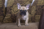 French Bulldog Puppy