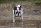 French Bulldog