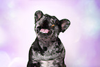 French Bulldog Portrait