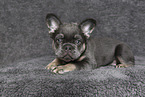 longhaired French Bulldog