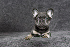 longhaired French Bulldog