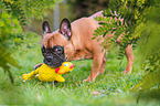 French Bulldog with toy