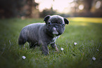 French Bulldog Puppy