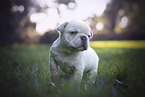 French Bulldog Puppy