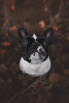 adult French Bulldog