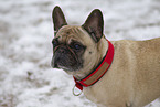 French Bulldog Portraits