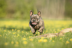 French Bulldog in summer