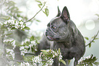 French Bulldog in spring