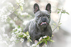 French Bulldog in spring