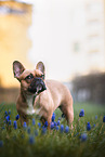 female French Bulldog