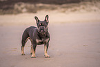 female French Bulldog