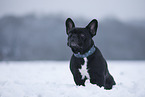 female French Bulldog