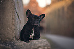 female French Bulldog