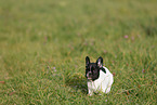 French Bulldog Puppy