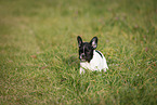 French Bulldog Puppy