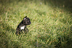 French Bulldog Puppy