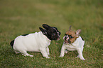 French Bulldog Puppies