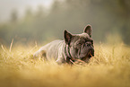 male French Bulldog