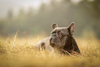 male French Bulldog