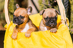 French Bulldog Puppies