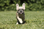 French Bulldog Puppy