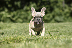 French Bulldog Puppy