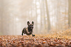 French Bulldog at autumn