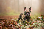 French Bulldog at autumn