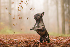 French Bulldog at autumn