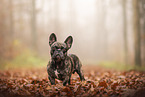 French Bulldog at autumn