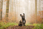 French Bulldog at autumn