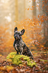 French Bulldog at autumn