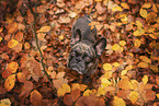 French Bulldog at autumn