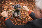 French Bulldog at autumn