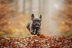 French Bulldog at autumn