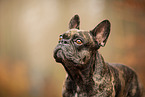 French Bulldog at autumn