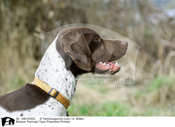 Braque Francais Type Pyrenees Portrait / AB-03000