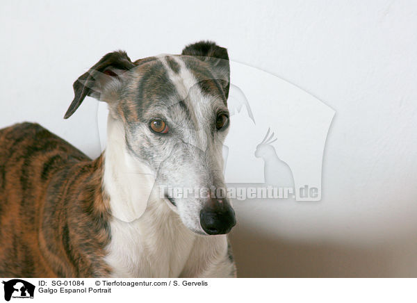 Galgo Espanol Portrait / SG-01084