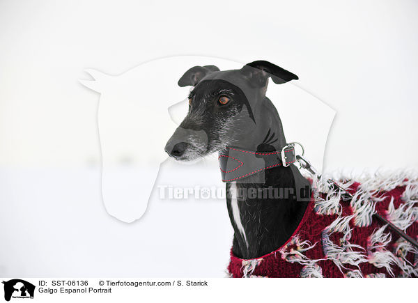 Galgo Espanol Portrait / Galgo Espanol Portrait / SST-06136