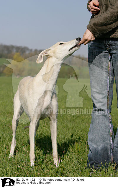 Galgo Espanol wird gefttert / feeding a Galgo Espanol / DJ-01152