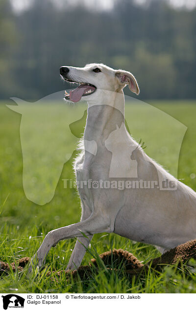 Galgo Espanol / Galgo Espanol / DJ-01158