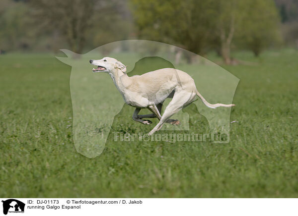 rennender Galgo Espanol / running Galgo Espanol / DJ-01173